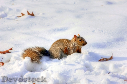 Devostock Squirrel Winter Wildlife Snow