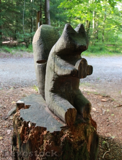 Devostock Squirrel Wood Forest 1174998