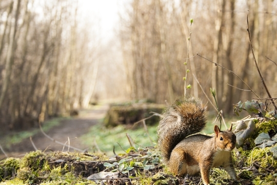 Devostock Squirrel Wood Undergrowth Forest