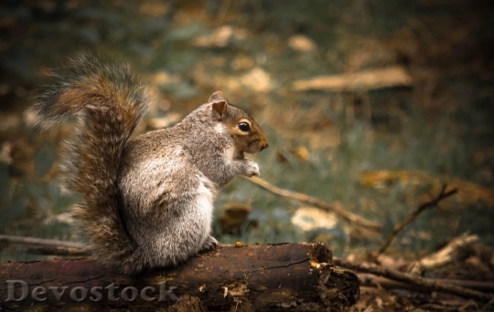 Devostock Squirrel Woods Forrest Animal