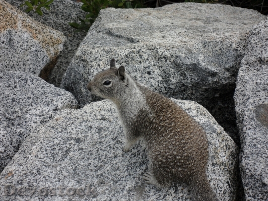 Devostock Squirrel Yosemite National Park 0