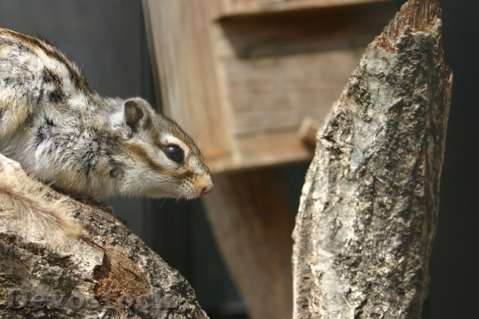 Devostock Squirrel Zoo Animal 67030