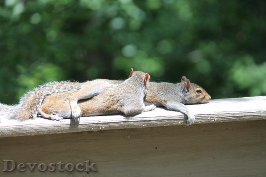 Devostock Squirrels Nature Rodent Fur