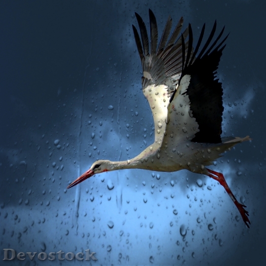 Devostock Stork Bird White Village