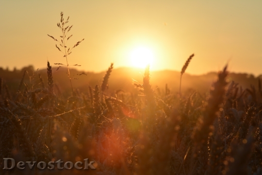 Devostock Sun Field Landscape Sky