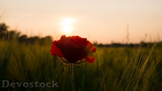 Devostock Sun Field Poppy Flower