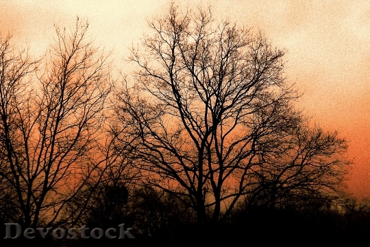 Devostock Sun Kassel Sunset Trees