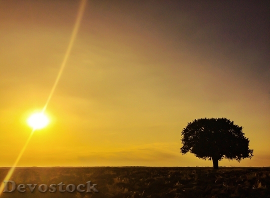 Devostock Sun Nature Sunset Tree