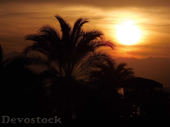 Devostock Sun Sunset Palm Trees 0