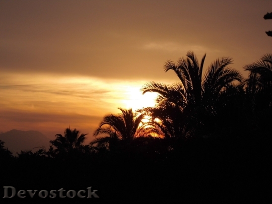 Devostock Sun Sunset Palm Trees