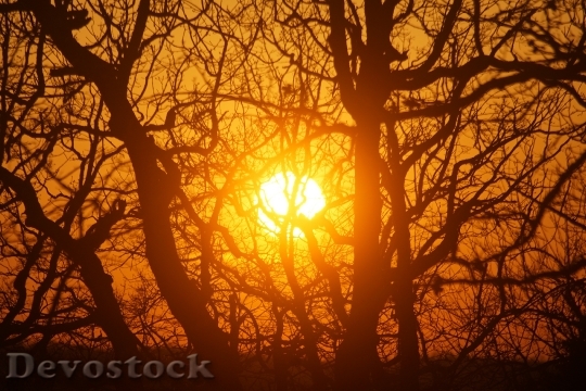 Devostock Sun Sunset Trees Landscape