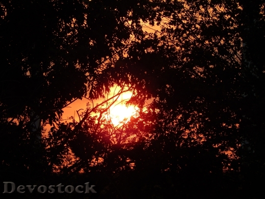 Devostock Sun Sunset Trees Romance