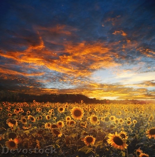 Devostock Sunflower Field Landscape Scene