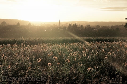Devostock Sunflower Field Sunset Landscapes
