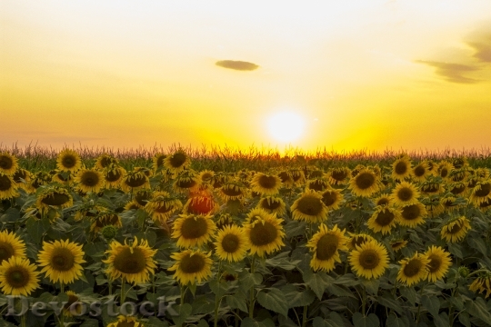 Devostock Sunflower Sunset Dramatic Sky