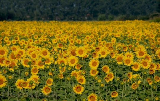 Devostock Sunflowers Field Italy Yellow