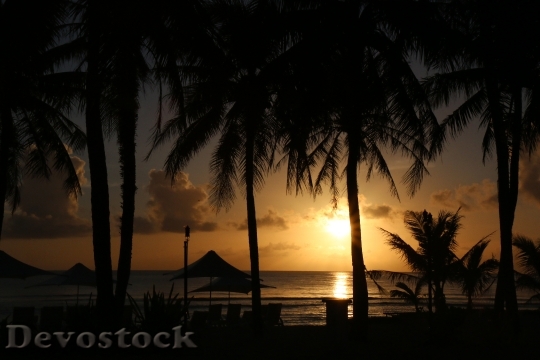 Devostock Sunset Beach Palm Tree