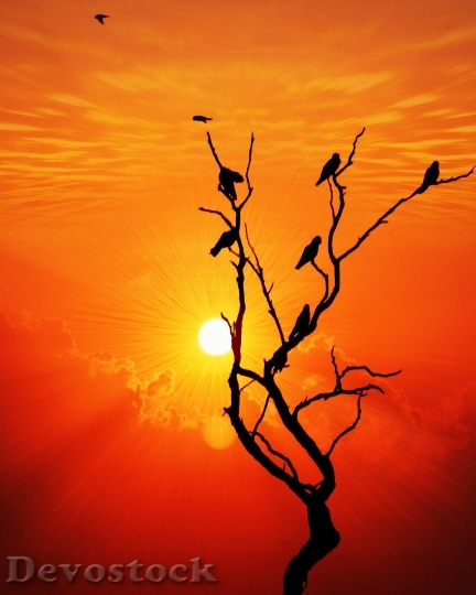 Devostock Sunset Bird Ray Nature