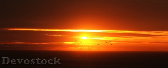 Devostock Sunset Birds Silhouettes Sea
