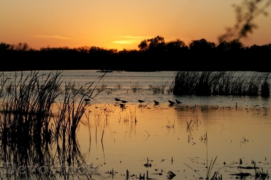 Devostock Sunset Birds Water Lake