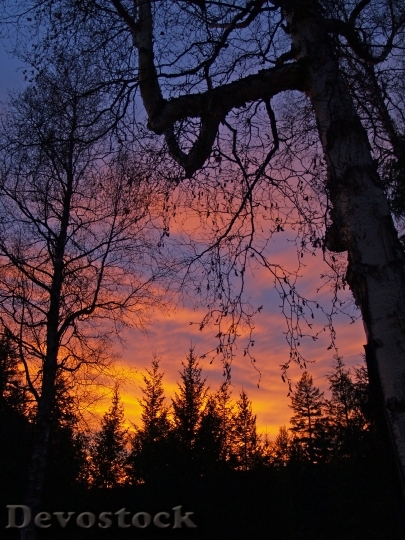 Devostock Sunset Colorful Trees Sky