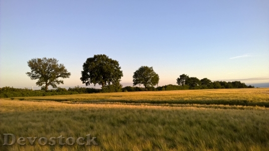 Devostock Sunset Cornfield Gold Landscape 0