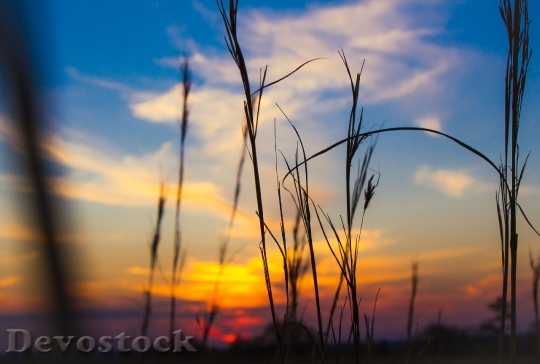 Devostock Sunset Grass Nature Summer