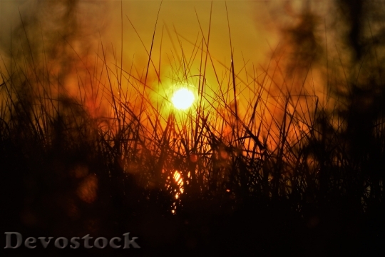 Devostock Sunset Grass Summer Nature