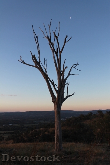 Devostock Sunset Gum Tree Skyline