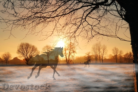 Devostock Sunset Horses Fog Sky