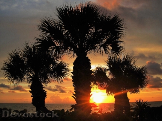 Devostock Sunset In Florida Fan