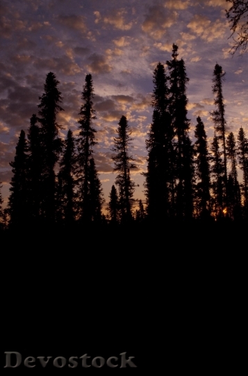 Devostock Sunset In Forest