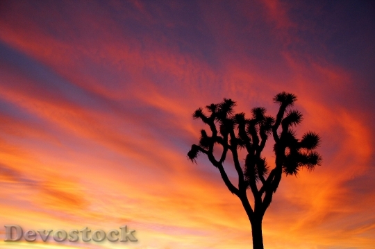 Devostock Sunset Joshua Tree Sky