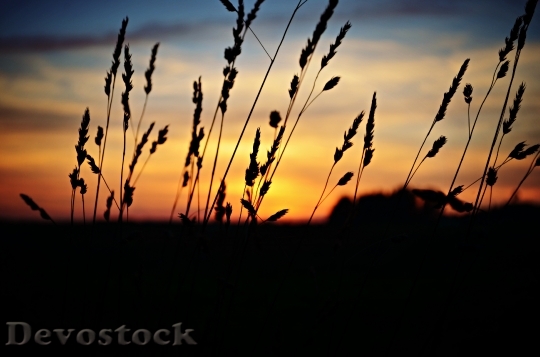 Devostock Sunset Landscape Nature 486304