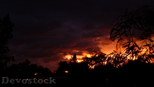 Devostock Sunset Leaves Nature 578039