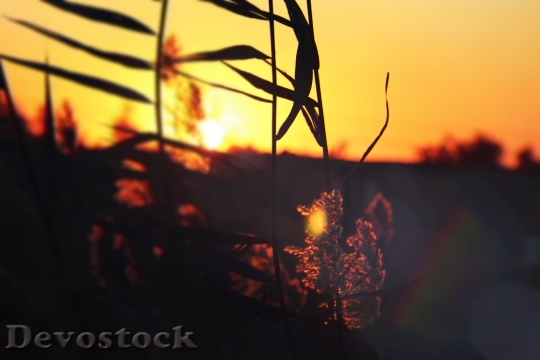 Devostock Sunset Leaves Orange Landscape