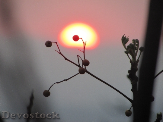 Devostock Sunset Nature Plant Silhouettes