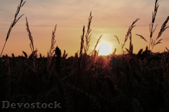 Devostock Sunset Nature Wheat Field