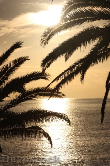 Devostock Sunset Ocean Palm Nature