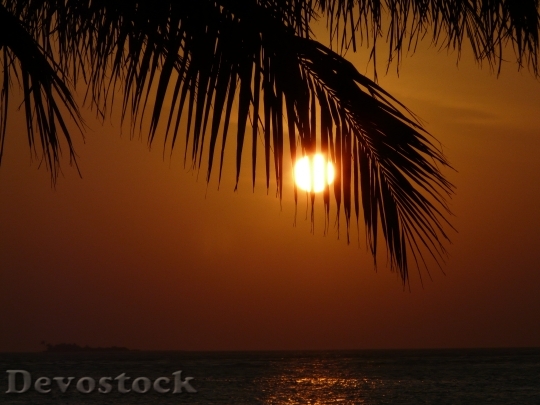Devostock Sunset Palm Nature Sun