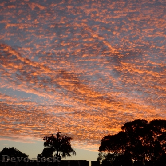 Devostock Sunset Palm Tree Sky 0