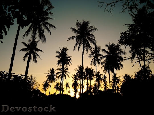 Devostock Sunset Palm Trees Backlight