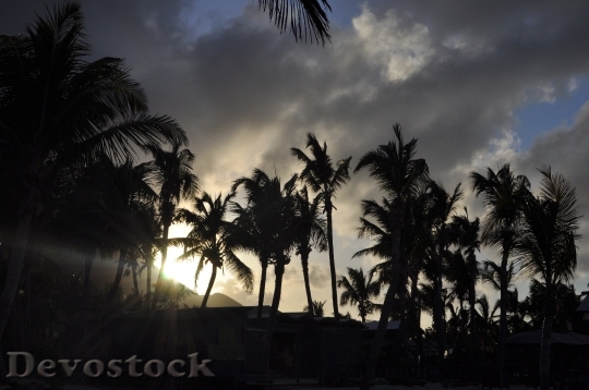 Devostock Sunset Palm Trees Evening 0
