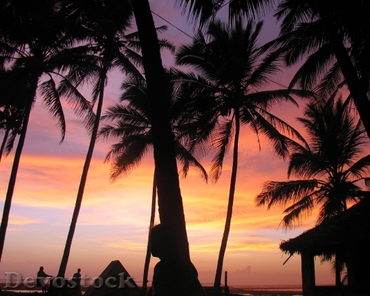 Devostock Sunset Palm Trees India