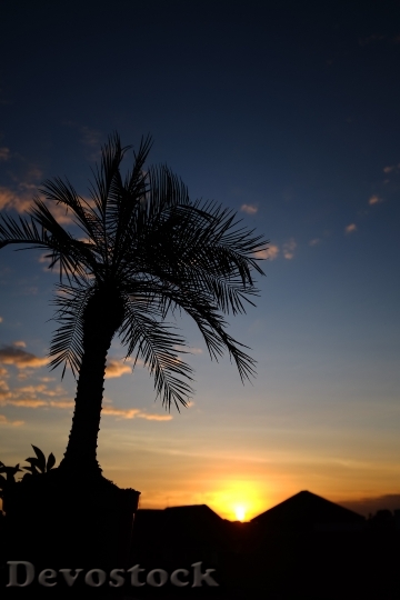 Devostock Sunset Palm Trees Palm