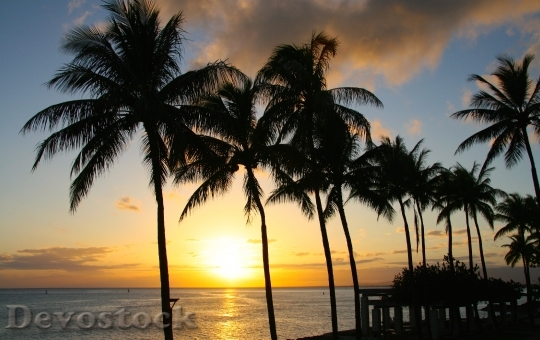Devostock Sunset Palm Tropical Paradise