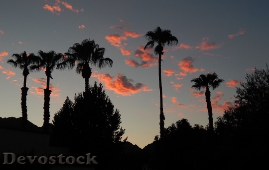 Devostock Sunset Pink Clouds Palm