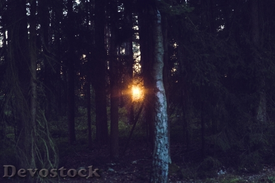 Devostock Sunset Rays Light Forest