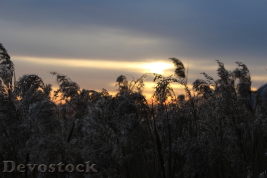 Devostock Sunset Reed Glow Nature