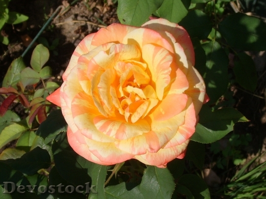 Devostock Sunset Rose Garden Rose